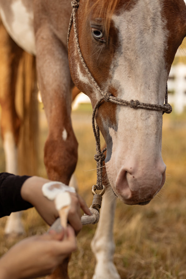 EQUINE CARE